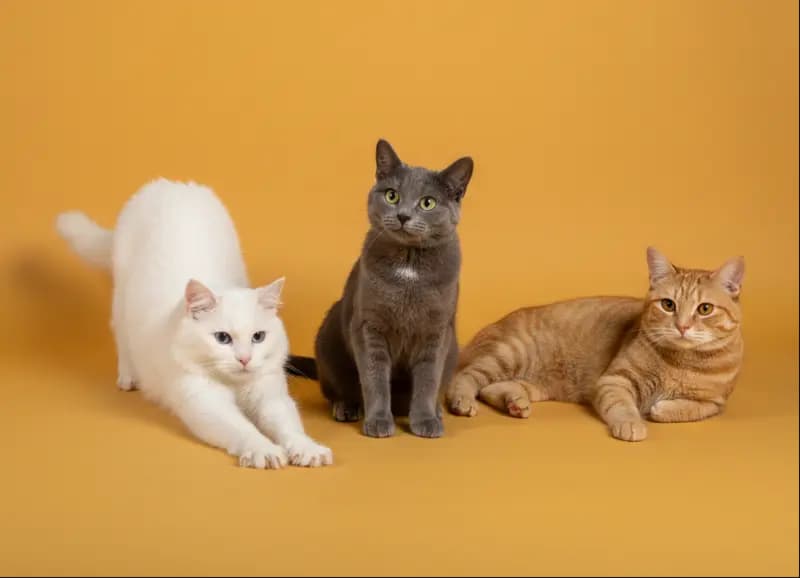 Productos para gatos